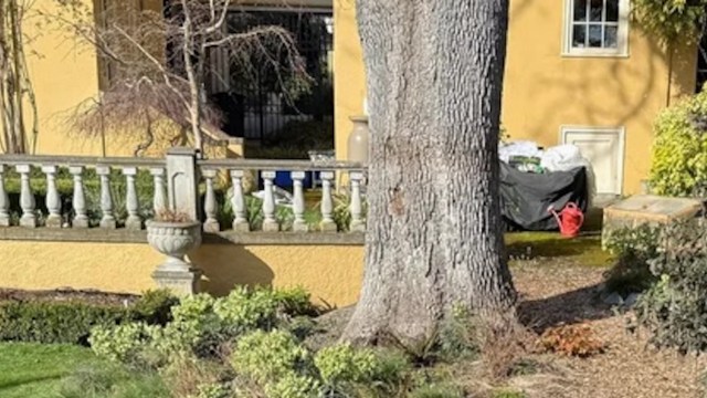 One homeowner transformed their mundane backyard into a native plant garden.