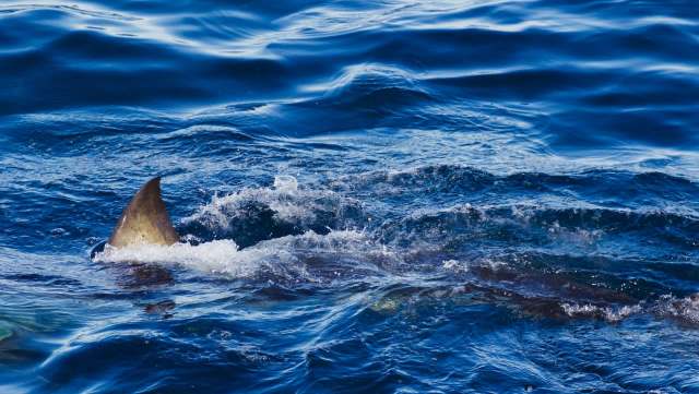 An Australian tour guide needed 50 stitches after a shark attack at a popular tourist spot.