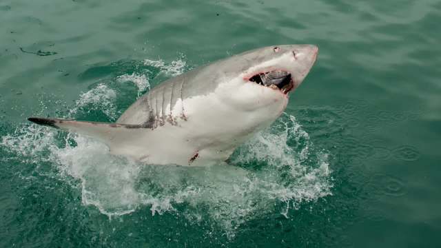 A swimmer in San Francisco survived a shark attack.