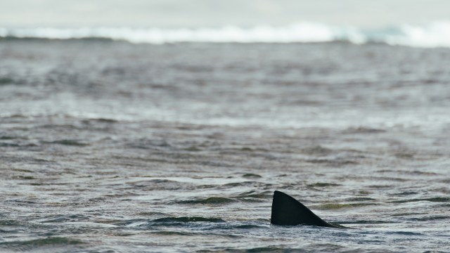 A research project in Rhode Island's waters yielded an unexpected discovery with the first-ever sighting of a great white shark.