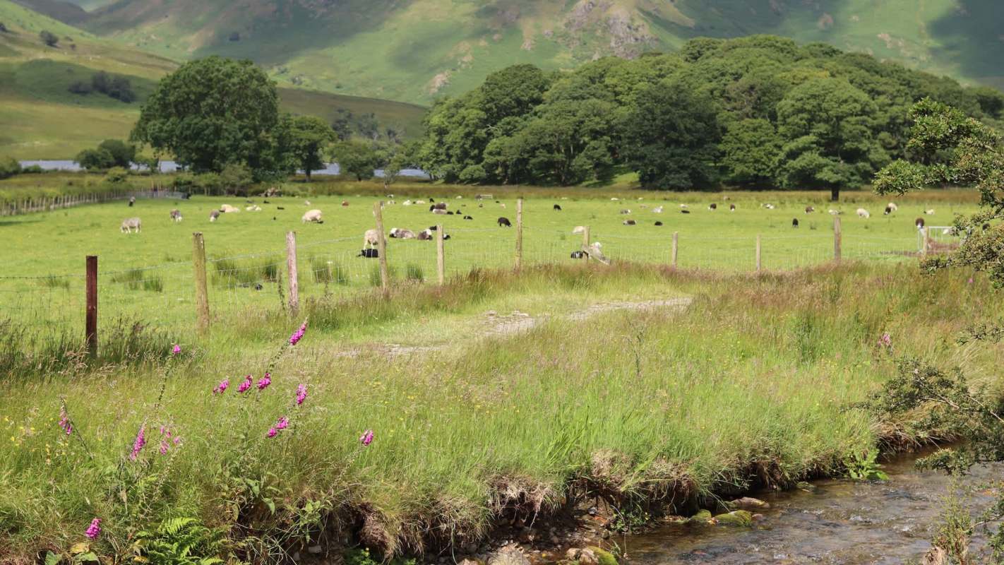 Residents of Charlottetown, Prince Edward Island, Canada, were treated to a surprising sight over the weekend — a lawn maintenance crew that bleats instead of buzzes.