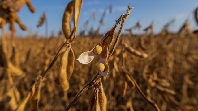 Central Illinois' farmers have been struggling to grow soybeans amid extreme drought, affecting their soybean harvest.