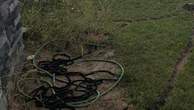 A viral Reddit post captured a homeowner's devastation after finding that neighbors had destroyed their sunflower field while they were away on vacation.