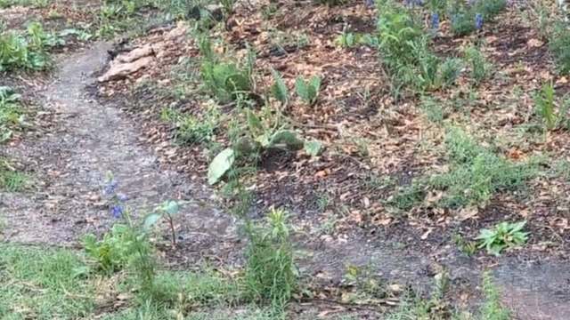 One resourceful homeowner shared a video of their clever swale drainage system, which helps protect their yard from stormwater damage.