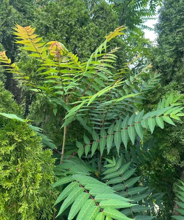 A Redditor unwittingly shared troubling images of a tree of heaven in their backyard, prompting commenters to sound alarms.