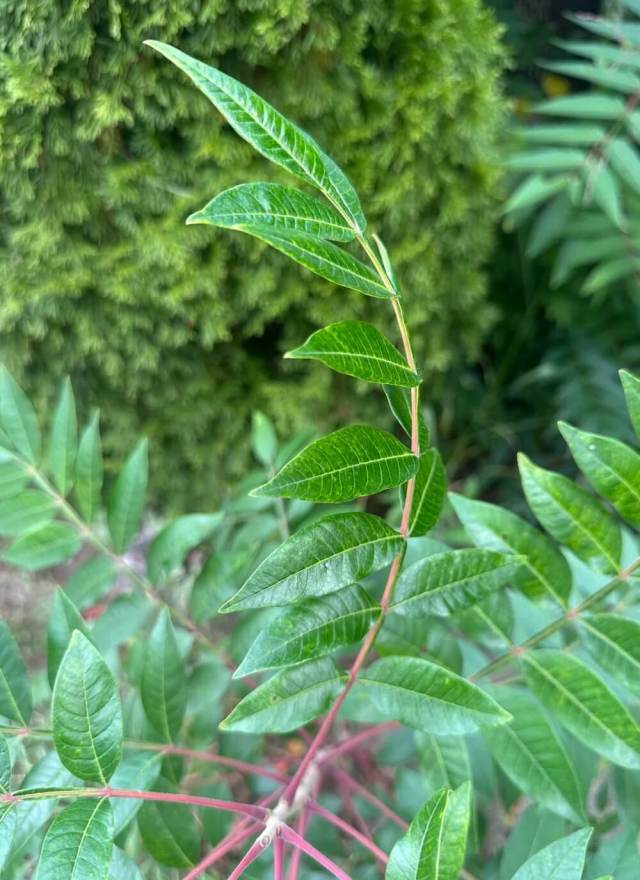 A Redditor unwittingly shared troubling images of a tree of heaven in their backyard, prompting commenters to sound alarms.