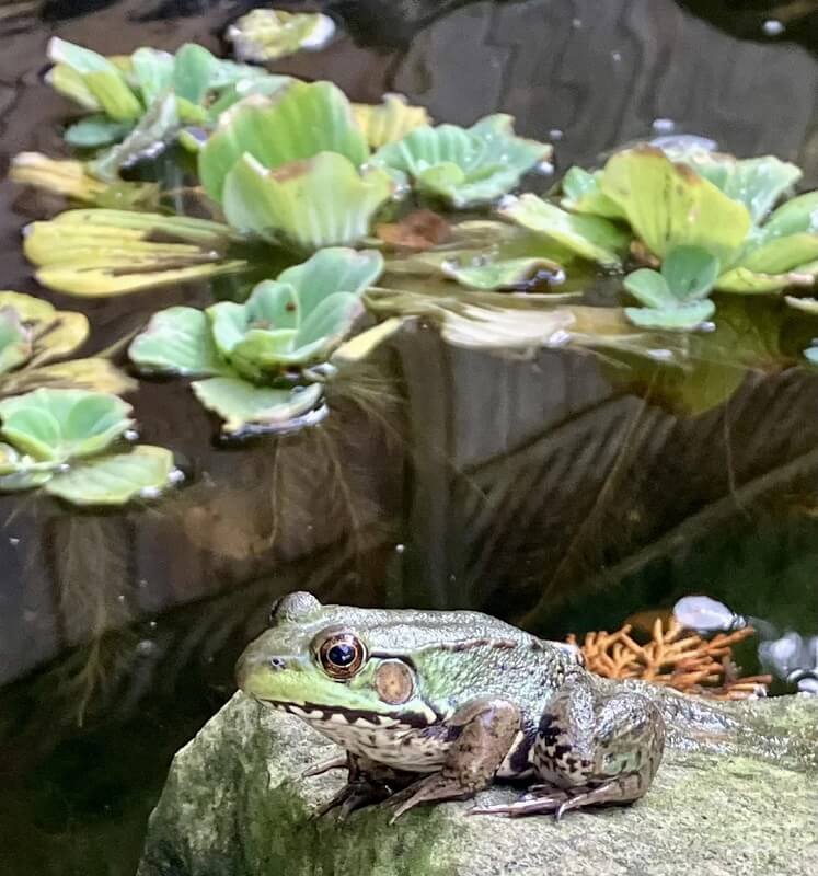 One gardener posted a photo of a bright green frog perched on a rock beside floating water lettuce in their backyard's pond.