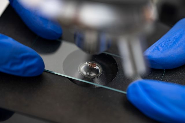 Scientists have found evidence that proves that mosquitoes are not capable of contributing to the spread of Lyme disease.