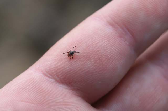 A study out of Europe suggests disease-carrying ticks are now being found in new places such as Norway.