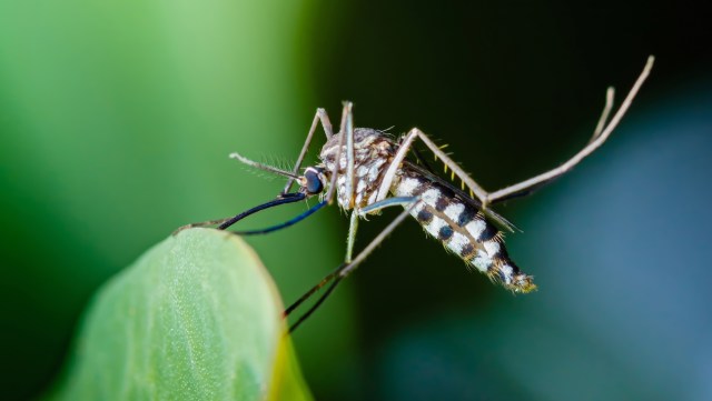 Scientists in the United Kingdom have detected invasive "tiger mosquitoes" — known for spreading diseases like dengue and chikungunya — near major transport hubs, including London's Heathrow Airport.