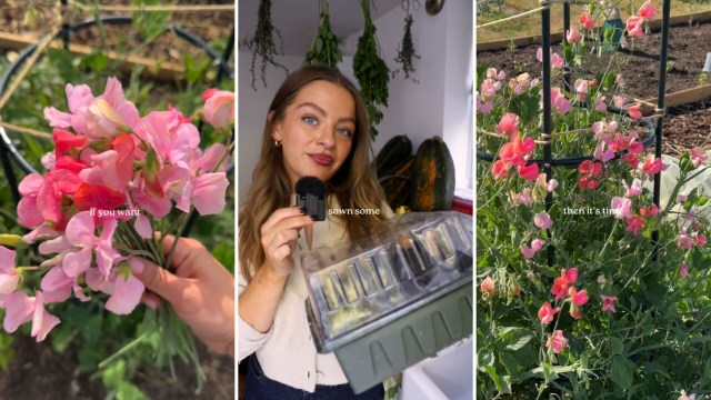 One gardener's clever hack shows how you can start your dream garden for free, using something you probably throw away every single day.