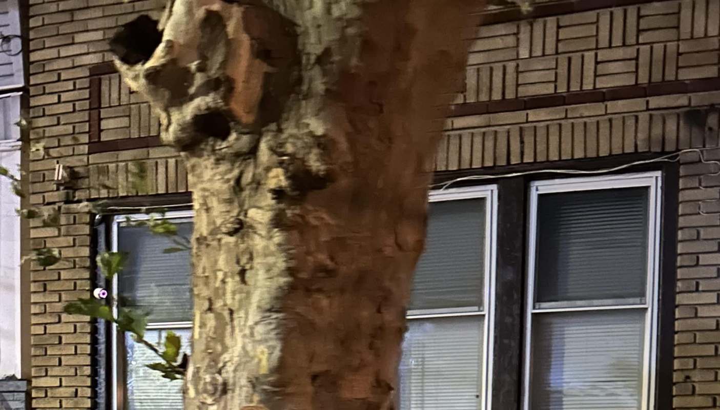 One Reddit user's story shared a story about horrific tree damage caused by a neighbor.