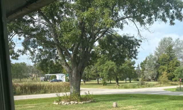 "Will it do it again on this other tree?"