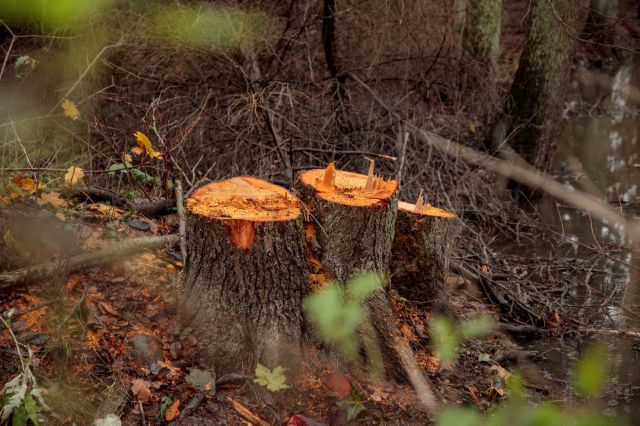 "Protecting our trees is not just about preserving nature."