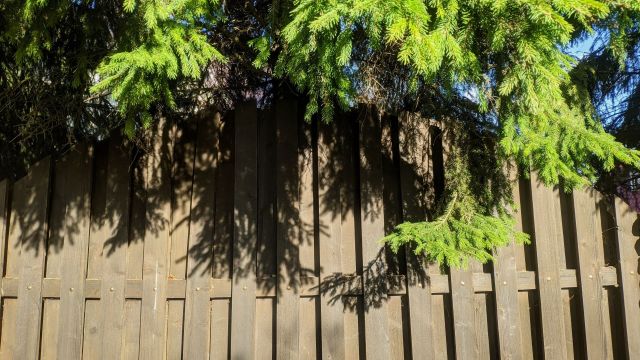 One frustrated homeowner took to Reddit for advice after their neighbor allegedly decided to cut down several trees bordering the property.