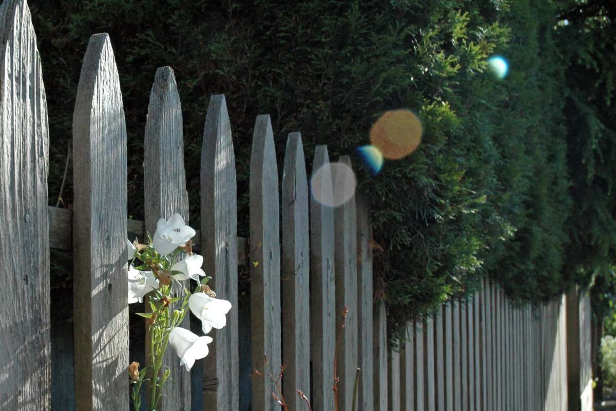 One Redditor appears to have a solid legal claim after their tree was cut down without permission.