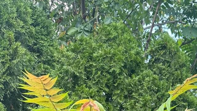 A Redditor unwittingly shared troubling images of a tree of heaven in their backyard, prompting commenters to sound alarms.