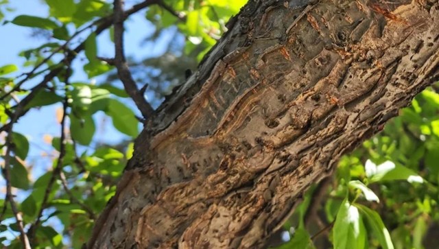 One unlucky Utahn received a request from a neighbor about his fruit tree, which he turned down, only to wake to damage the next day.