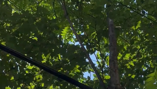 One gardener shared their infuriating experience with an invasive tree of heaven infested by lanternflies.