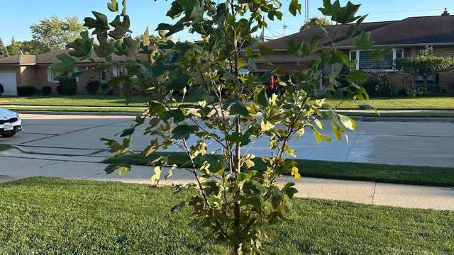 One homeowner turned to Reddit with a relatable yard dilemma: two years into growing a young tulip tree, they weren't sure if their mulch setup was helping or hurting.