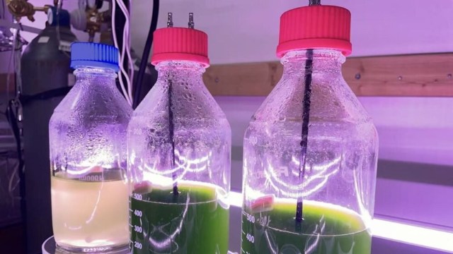 "We tried to customize or tailor the metabolism ... to produce specific nutrients."