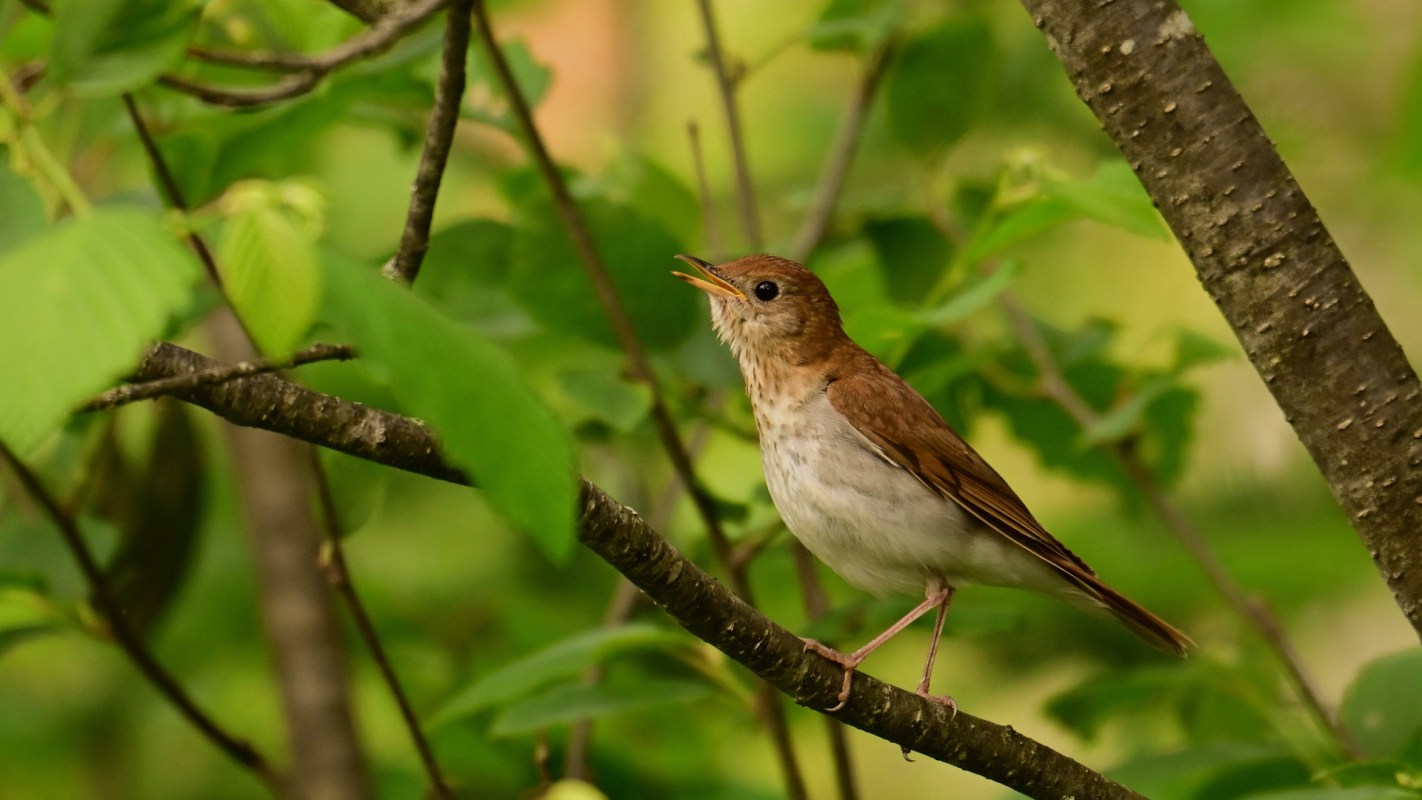 Cases like this demonstrate the value of participating in citizen science.