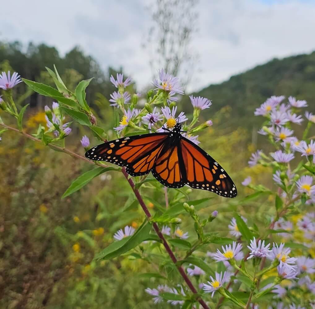 One homeowner's decision to skip mowing their newly purchased property led to a beautiful rewilding success story.