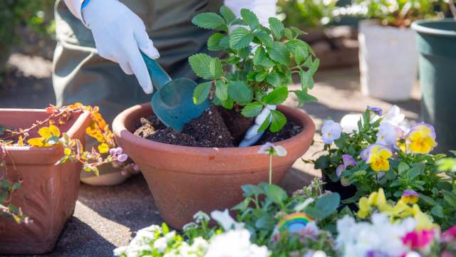 Commenters were delighted.