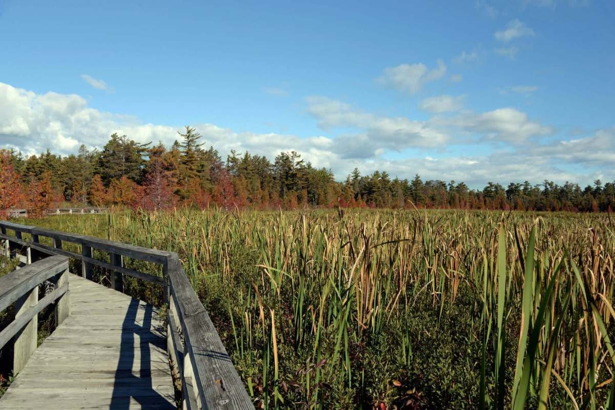 Funding for wetlands conservation in Michigan has been reduced by two-thirds in the new state budget compared to last year's allotments.