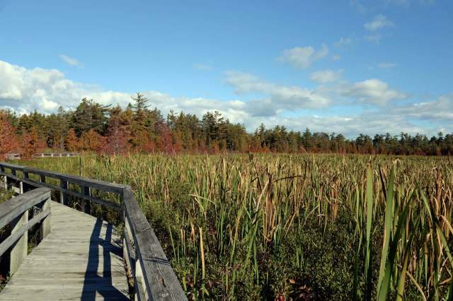 Funding for wetlands conservation in Michigan has been reduced by two-thirds in the new state budget compared to last year's allotments.