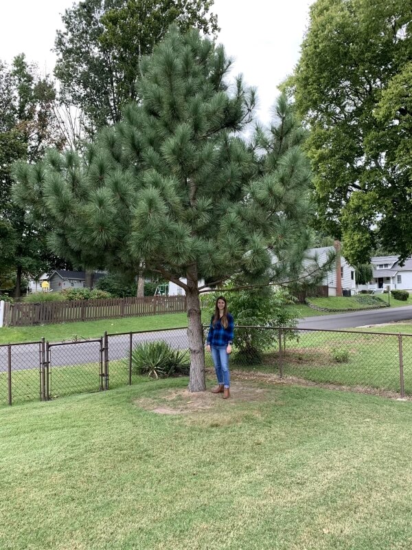 A frustrated homeowner took to Reddit's r/treelaw community to plead for help after learning that a city construction project could destroy a protected tree.