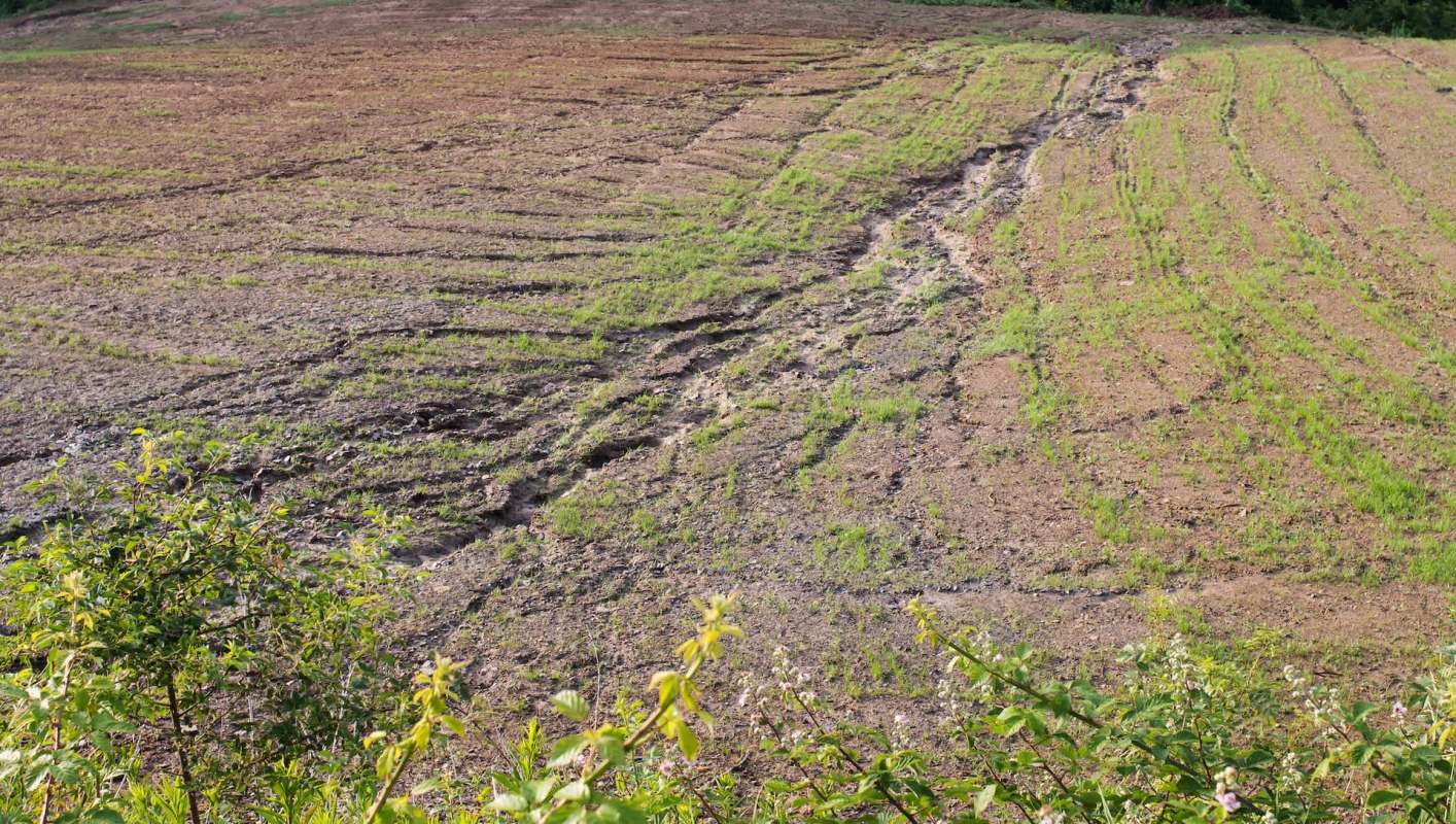 A new study has found that pathogens have cost wheat farmers nearly $3 billion in losses.