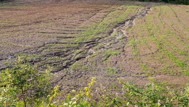 A new study has found that pathogens have cost wheat farmers nearly $3 billion in losses.