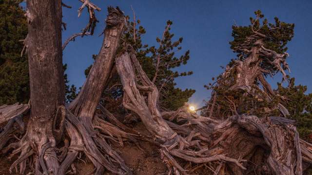 This research is the first step.