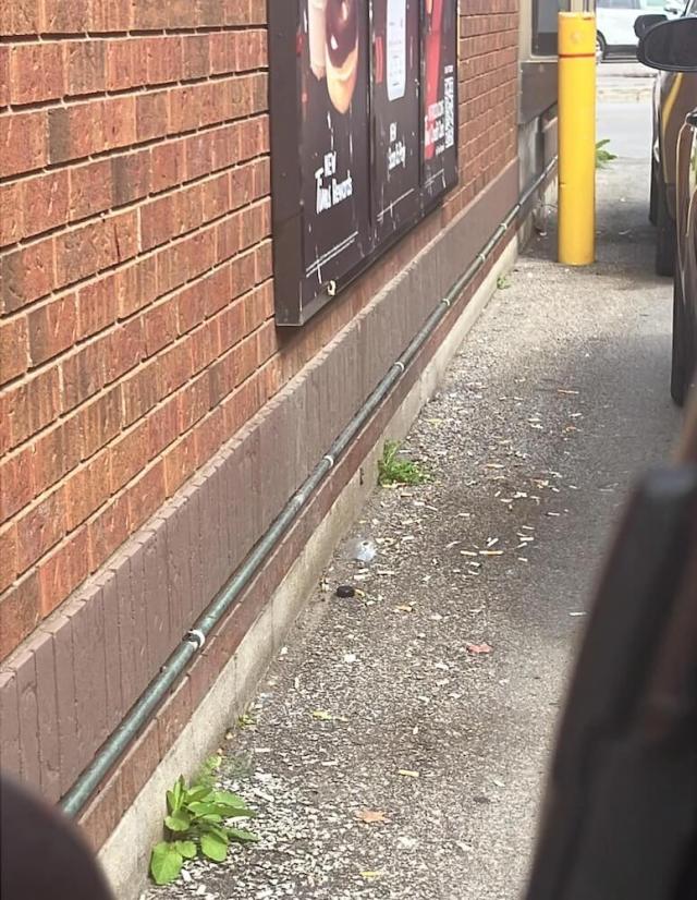 One Reddit user found their pathway littered with cigarette butts to such a degree that they took to the subreddit r/mildlyinfuriating to voice their annoyance.