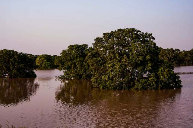 Flooding can have a significant impact on animals and their habitats.