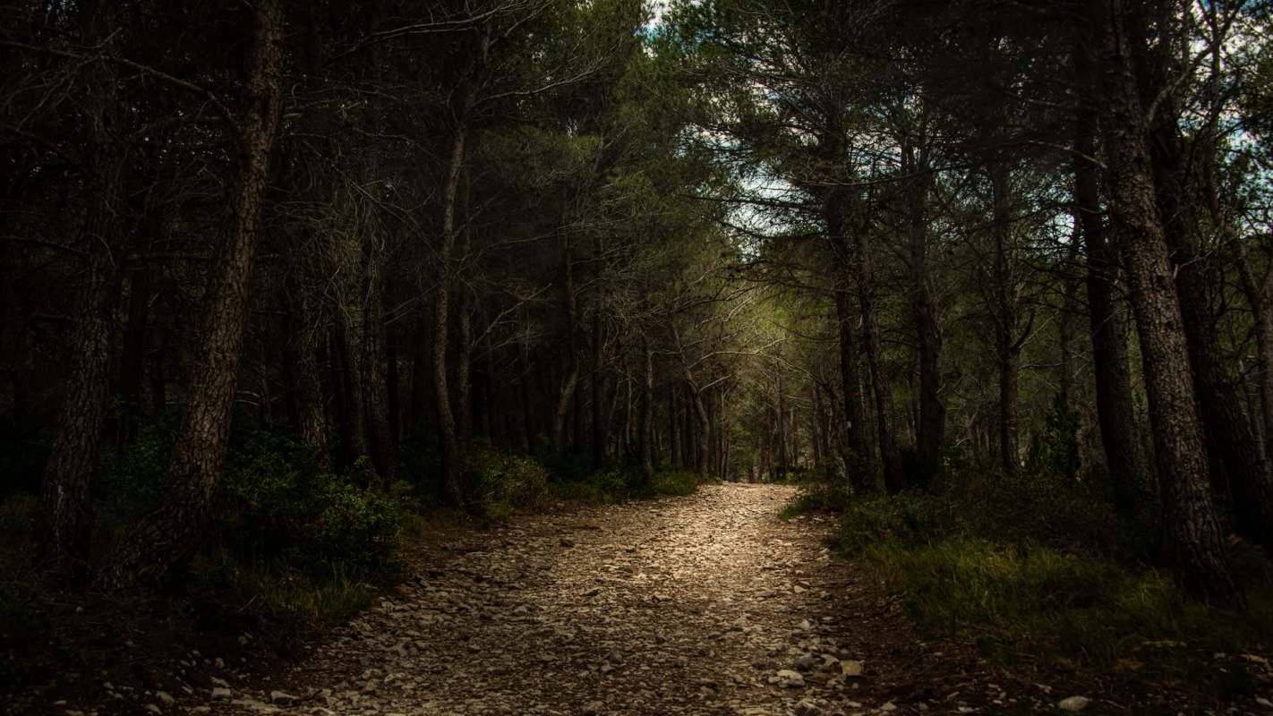 Wildlife experts in Greece are trying to capture a wolf-dog hybrid near the city of Halkidiki.