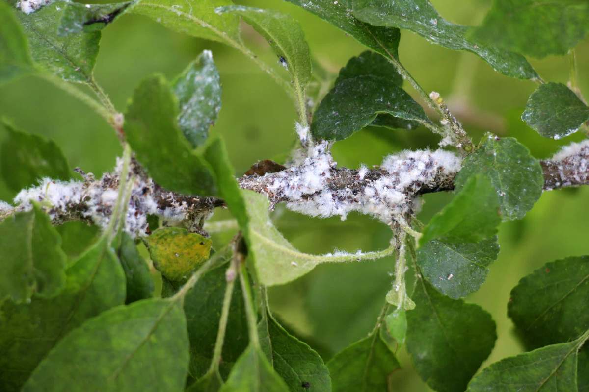 The woolly aphid insect is overtaking parts of the southeast, and certain species of the bug are considered invasive.