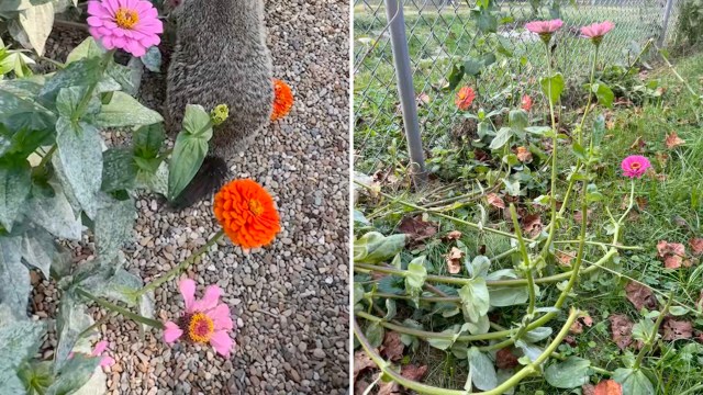 One TikTok user was swept off their feet by a charming chubby groundhog stealing from their garden.