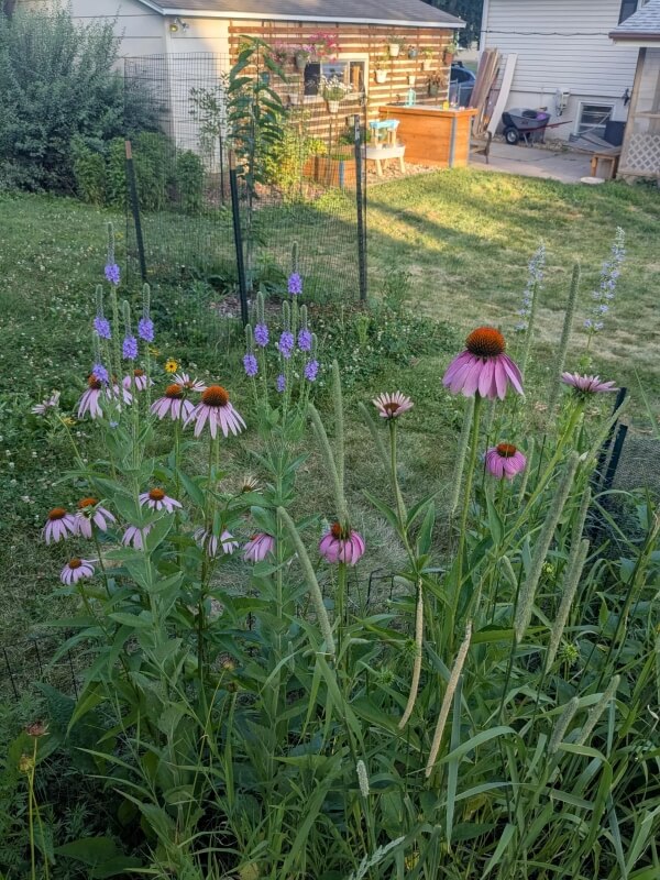 A homeowner shared their stunning backyard transformation, taking it from plain to colorful with a variety of native plants.