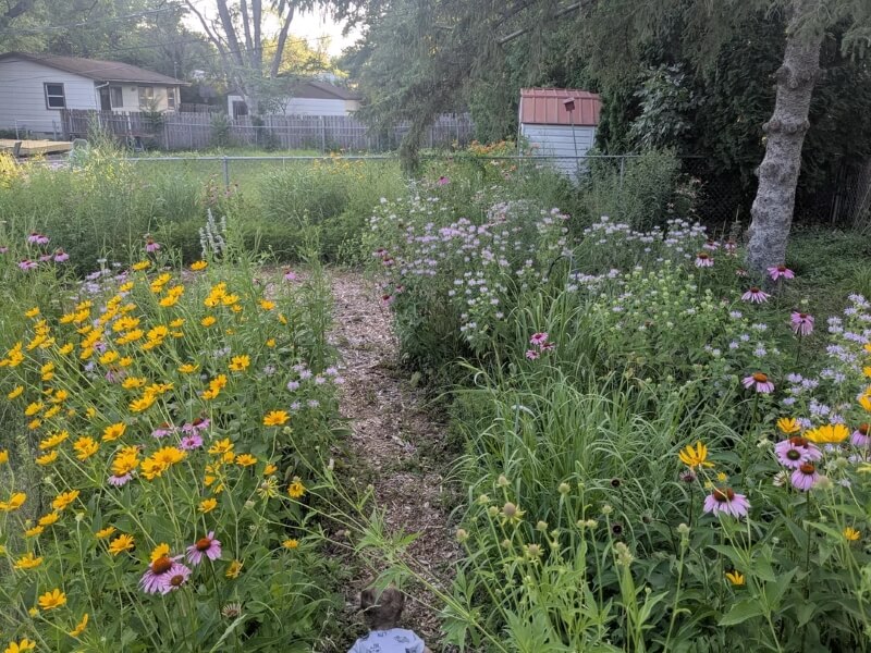 A homeowner shared their stunning backyard transformation, taking it from plain to colorful with a variety of native plants.