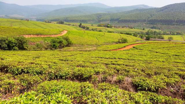 Meet Kgothalo Manchethe, the youth farmer from South Africa who's inspiring other young people to take up the plow.