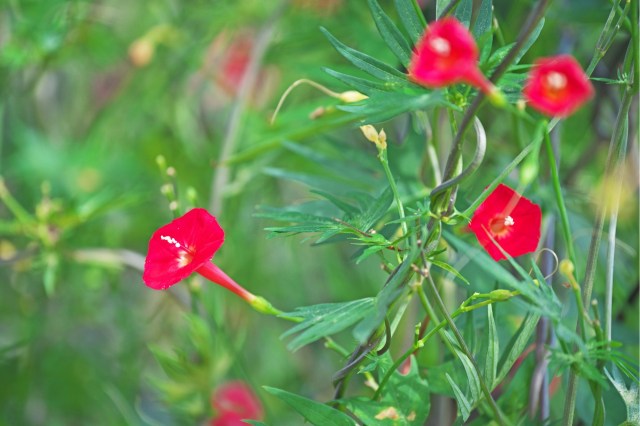 One Redditor turned to the r/PlantIdentification subreddit to determine which plant species had decided to engulf a road sign.