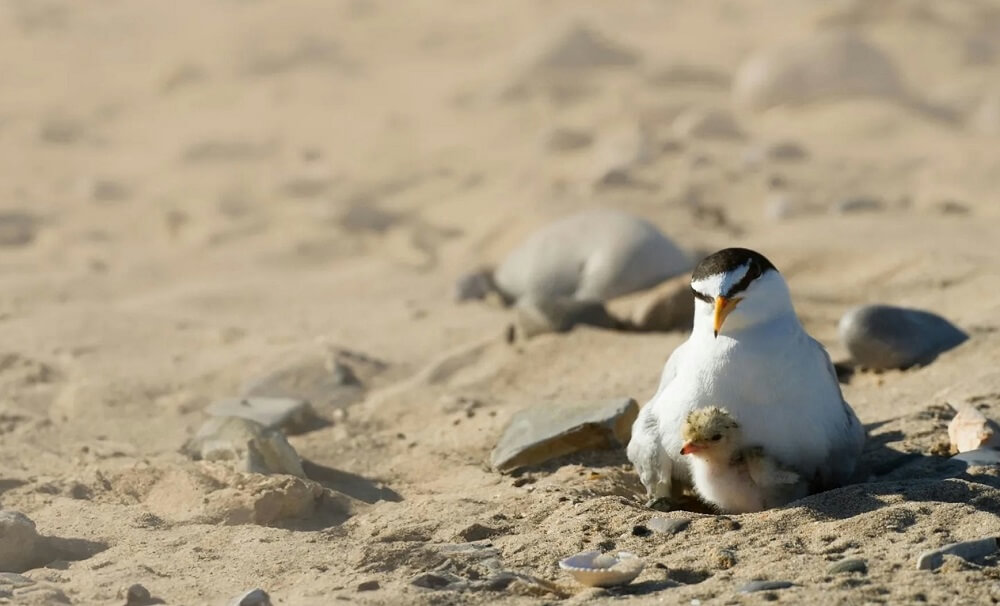 The last breeding colony of little terns in Yorkshire at the Beacon Lagoons enjoyed a huge upturn in breeding pairs for 2025.
