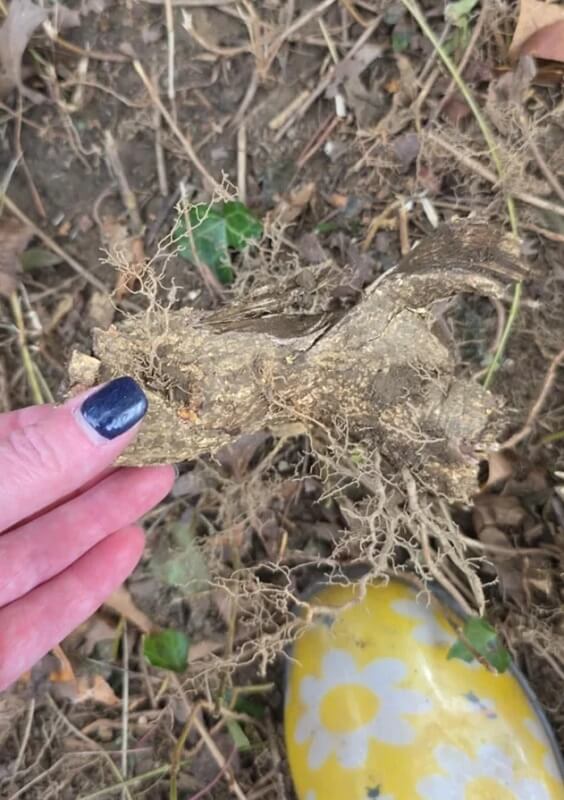 One homeowner shared their story of trying to remove an invasive burning bush from their yard — and the struggle it entailed.