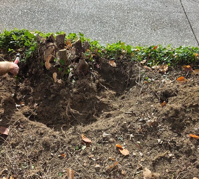 One homeowner shared their story of trying to remove an invasive burning bush from their yard — and the struggle it entailed.