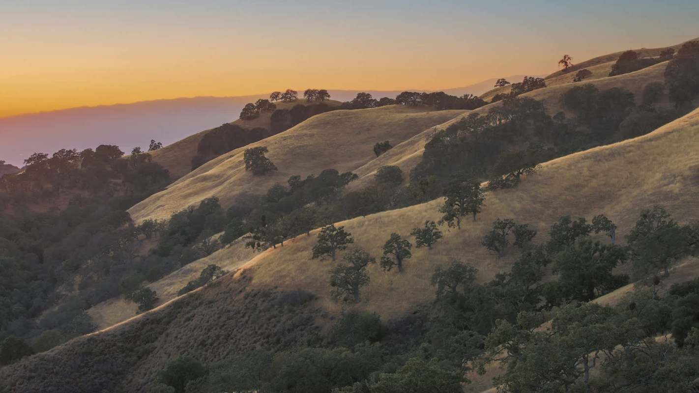 The Aedes aegypti mosquito was recently discovered near Kelley Park in San Jose, CA, raising concerns about disease spread.