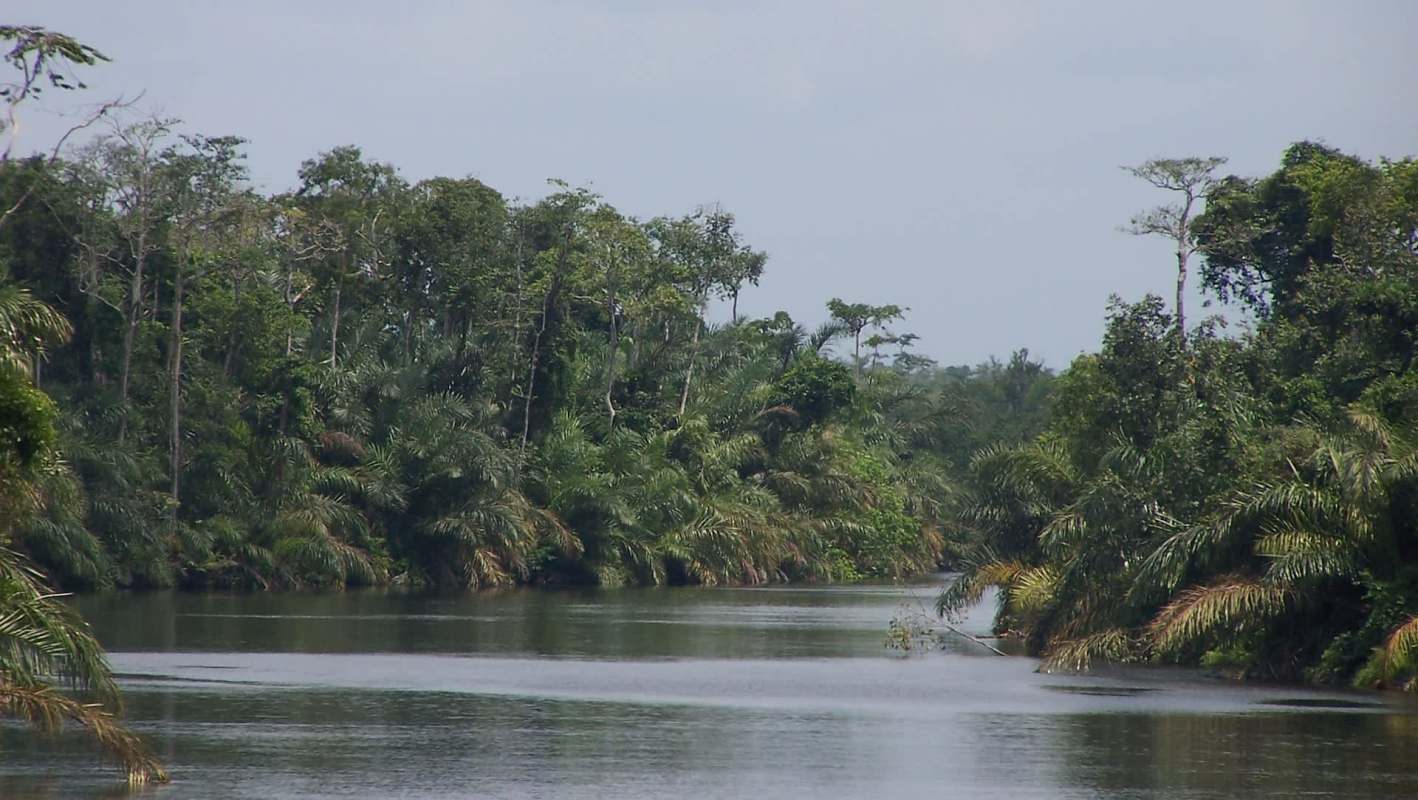 Experts have worked together to find a "frightening" cause for African hornbills' disappearance.