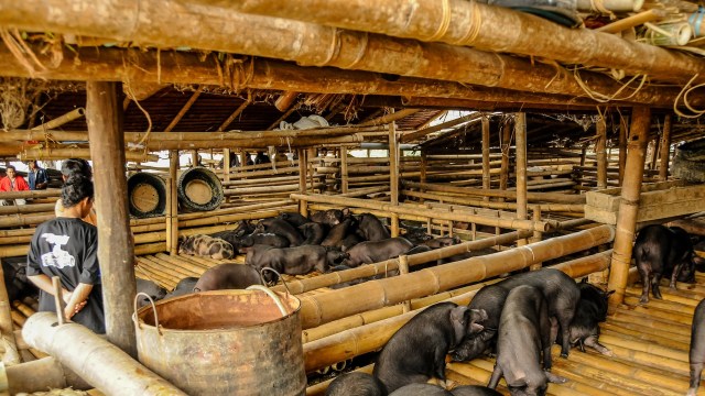 US officials are doubling down on protecting the country's pork supply after an African swine fever outbreak in Taiwan.