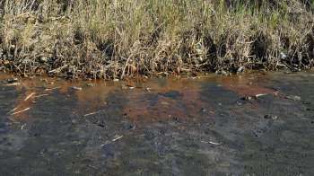 A new study reveals just how devastating an oil spill in the Amazon was for local fish — and why its effects continue to threaten the region.